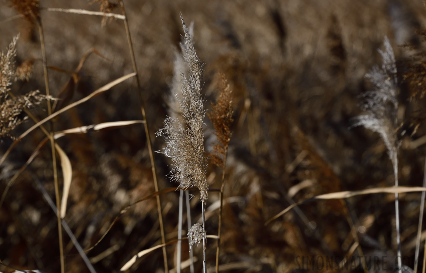 [145 mm, 1/640 Sek. bei f / 10, ISO 400]